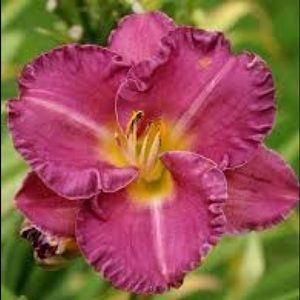 Meet your Posher, Iris